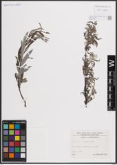 Foto von Salix eleagnos Scop.